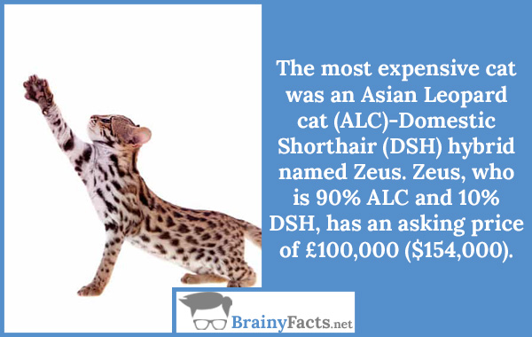 Asian Leopard cat (ALC)