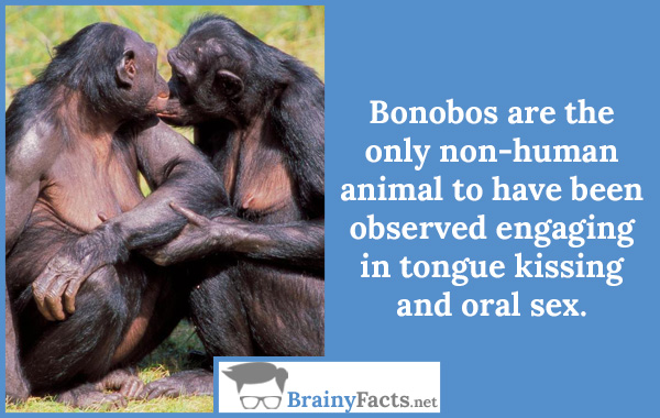 Bonobos..