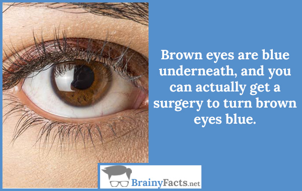 Brown eye is blue