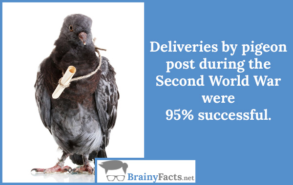 Deliveries by pigeon