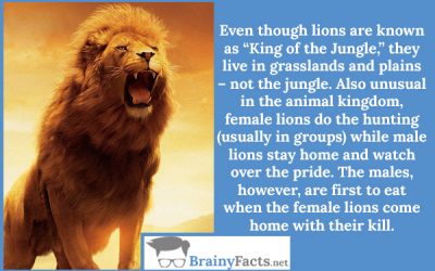 Lions Don’t Live in the Jungle
