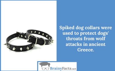 Spiked dog collars