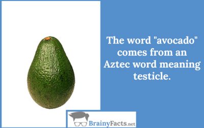 Avocado