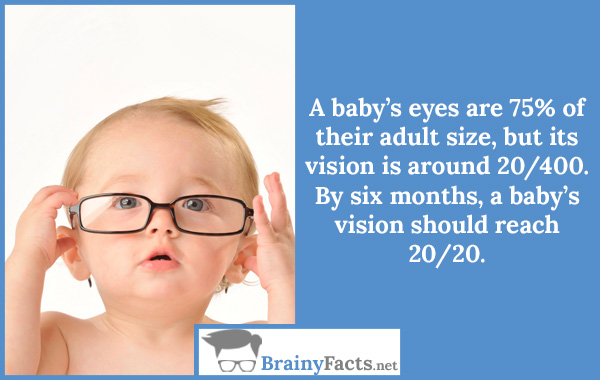 Baby vision