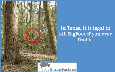 BigFoot