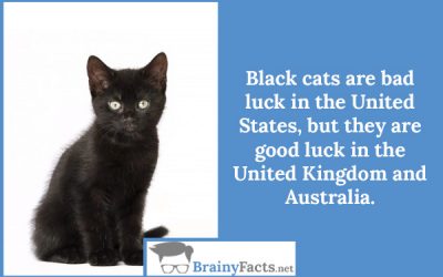 Black cats