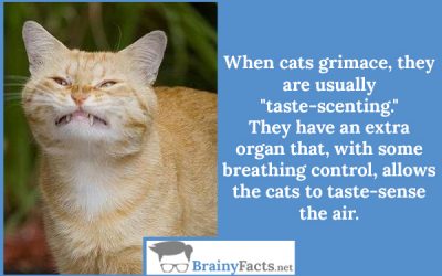 Cats grimace