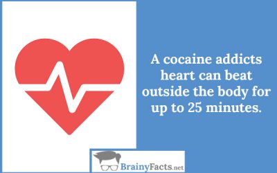 Cocaine addicts
