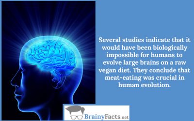 Human brain evolution