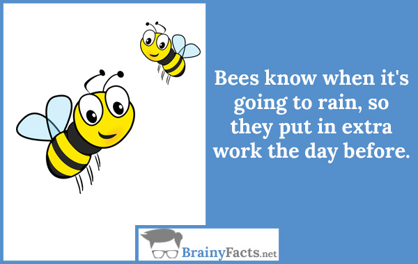 Bees know