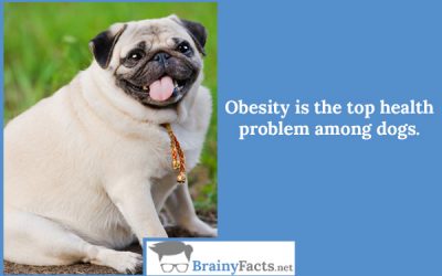 Obesity