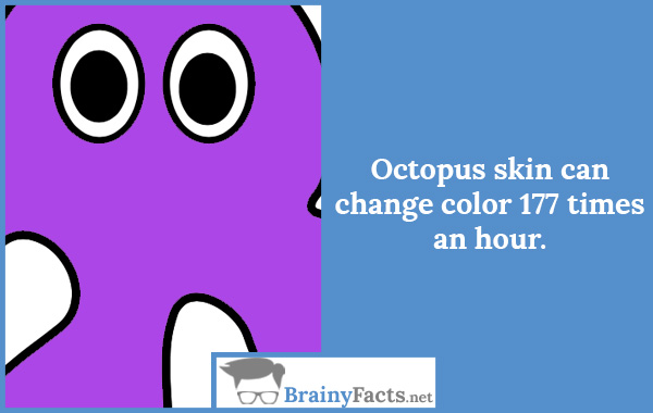 Octopus skin
