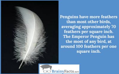 Feathers per square inch