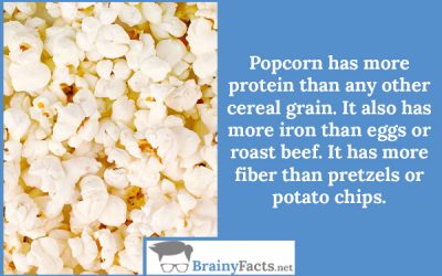 Popcorn protein
