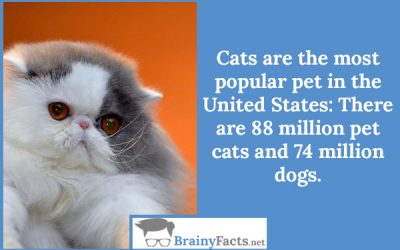 Most popular pet