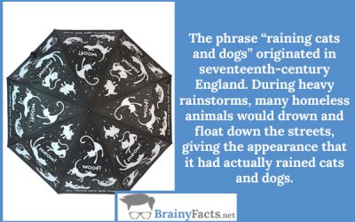 Raining cats and dogs