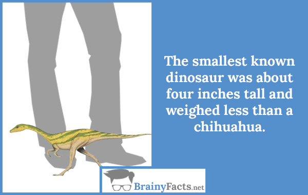 Smallest known dinosaur