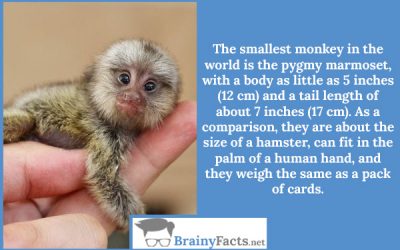 The smallest monkey