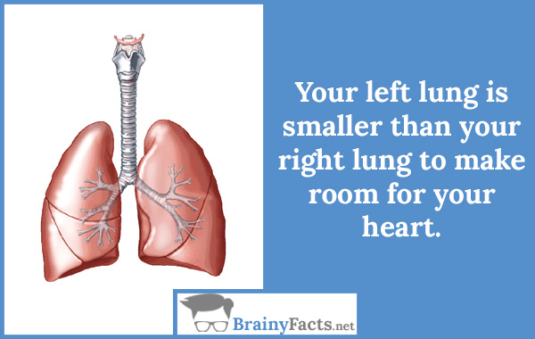Your left lung