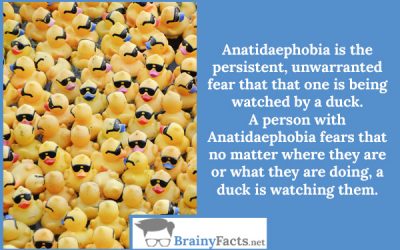 Anatidaephobia