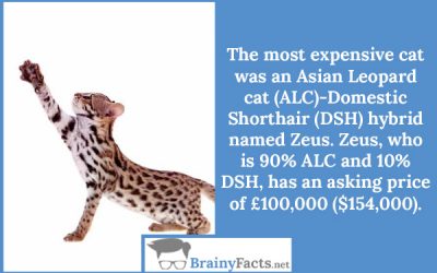 Asian Leopard cat (ALC)