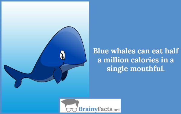 Blue whales