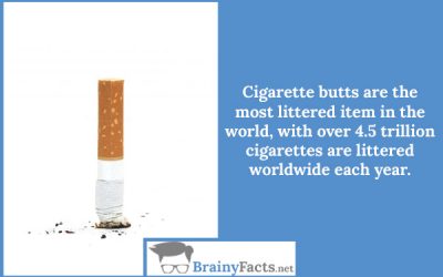 Cigarette butts