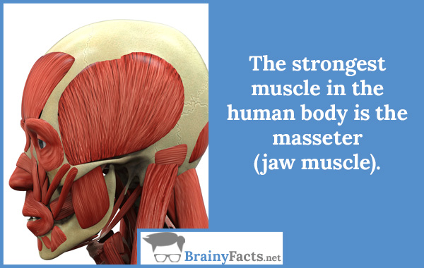 The strongest muscle