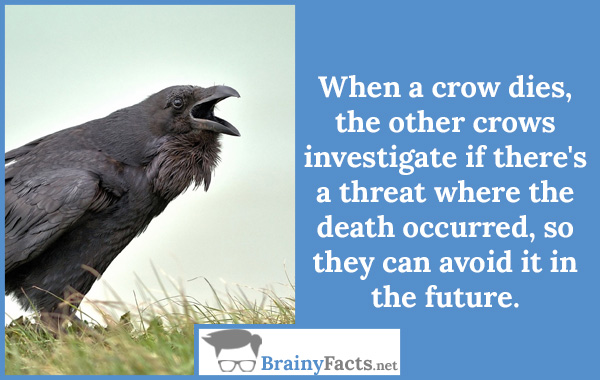 Crows