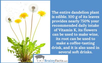 Dandelion plant