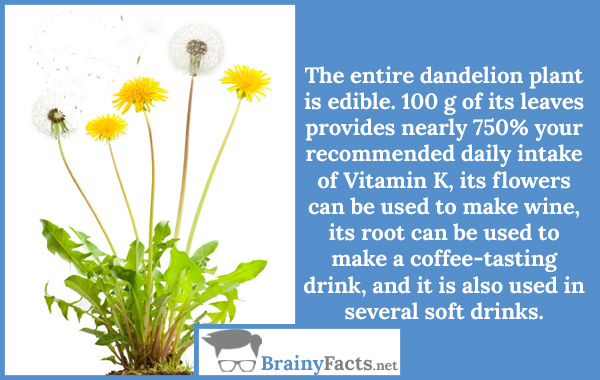Dandelion plant