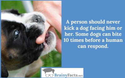 Never kick a dog