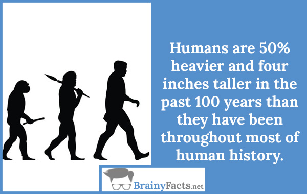 Human evolution