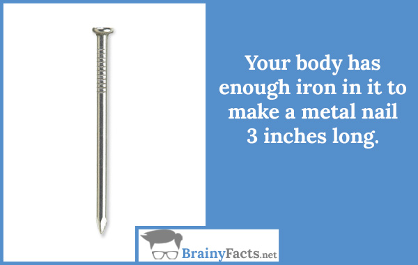Iron in your body