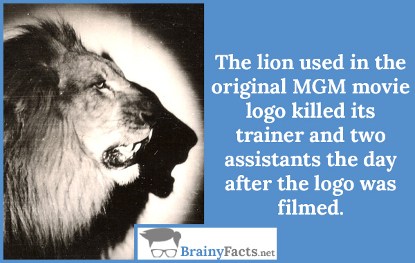 MGM Lion