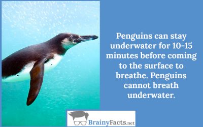 Penguins cannot breathe underwater