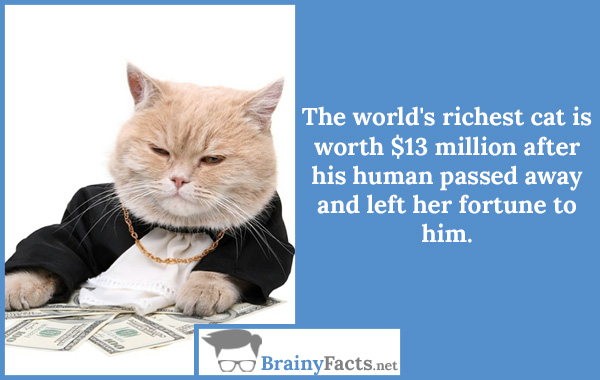 World’s richest cat